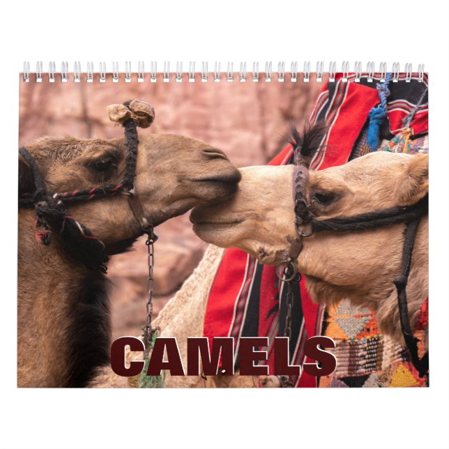 Camels Wall Calendar Kalender (Titelbild)
