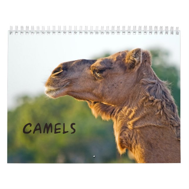 CAMELS Wall Calendar Kalender (Titelbild)