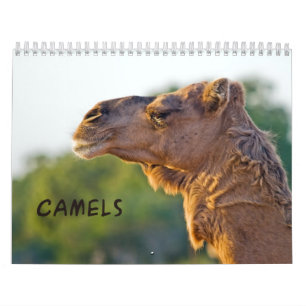 CAMELS Wall Calendar Kalender