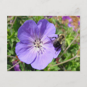 Camera Shy Bumble Bee Postkarte