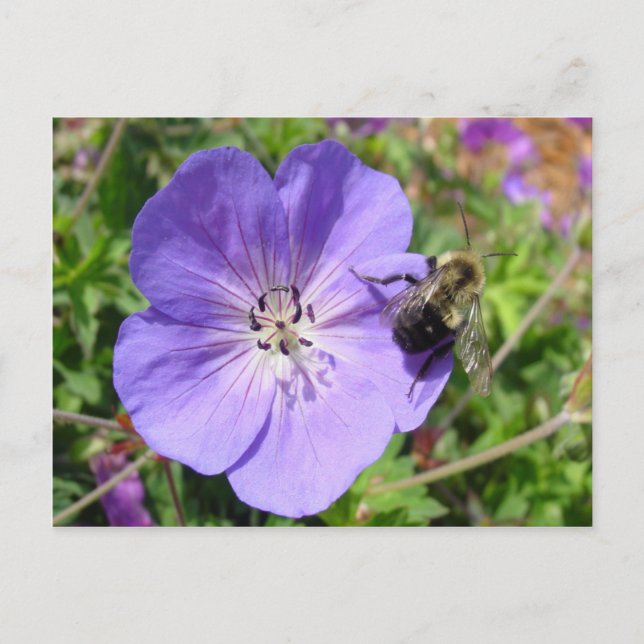 Camera Shy Bumble Bee Postkarte (Vorderseite)