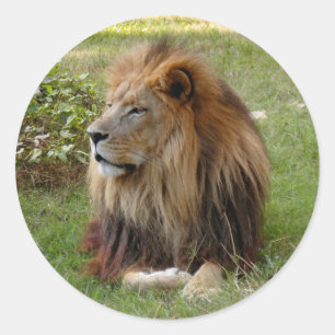 Cameron 3 11x11 runder aufkleber