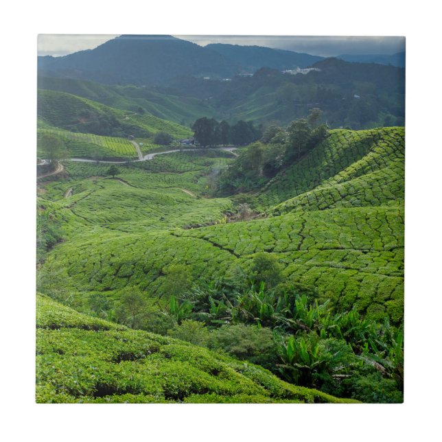 Cameron Highlands Tea Plantation Fliese (Vorderseite)
