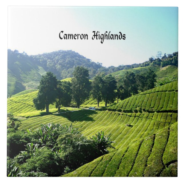 Cameron Highlands, Tea Plantation, Malaysia Fliese (Vorderseite)