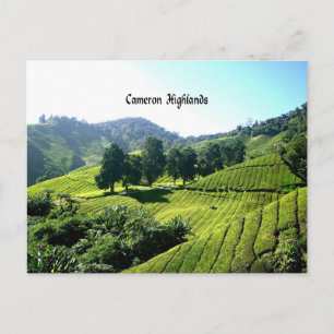 Cameron Highlands, Tea Plantation, Malaysia Postkarte