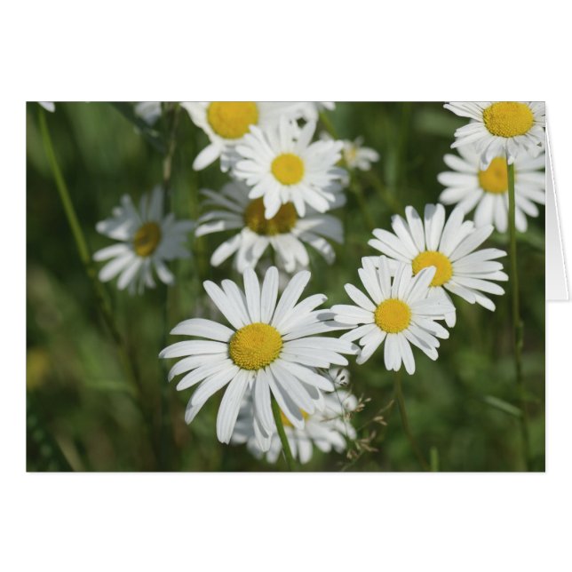 Camomiles (Vorderseite (Horizontal))