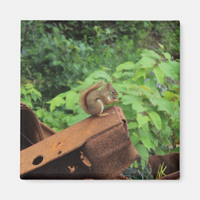 Camouflage-Eichhörnchen Magnet (Vorne)