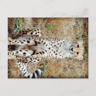 Camouflage Postkarte