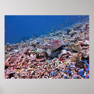 Camouflaged Hawksbill Poster