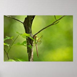 Camouflated Common Green Darner Dragonfly Poster