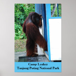 Camp Leakey Tanjung Putting Nationalpark Borneo Poster