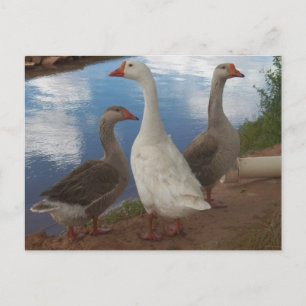Camp Verde Gese Postkarte