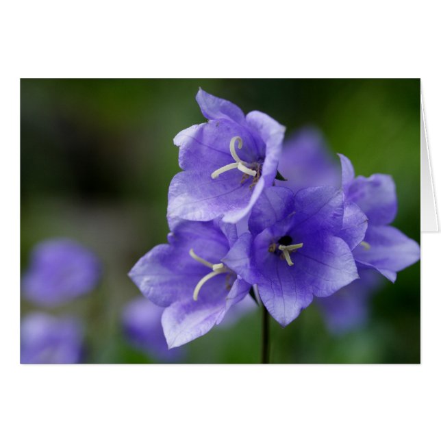 Campanula (Vorderseite (Horizontal))