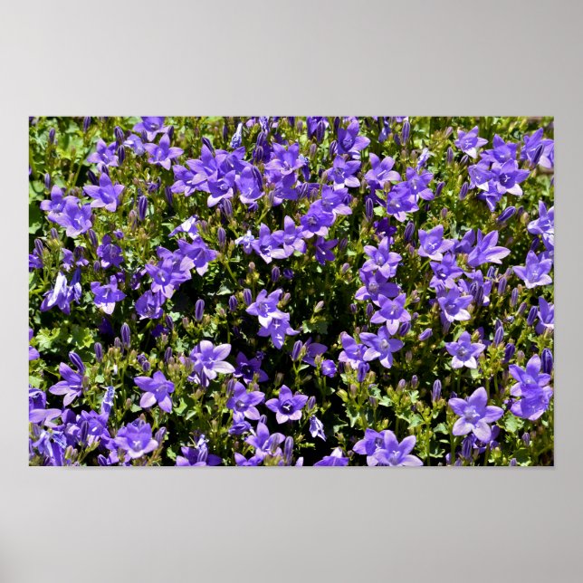 Campanula-Blume Poster (Vorne)