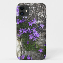 Campanula-Blume wachsen auf einer Mauer