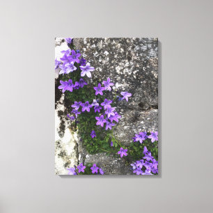 Campanula-Blume wachsen auf einer Mauer Leinwanddruck