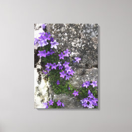Campanula-Blume wachsen auf einer Mauer Leinwanddruck