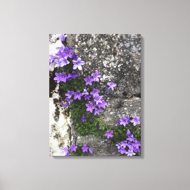 Campanula-Blume wachsen auf einer Mauer Leinwanddruck (Vorderseite)