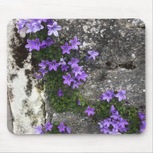 Campanula-Blume wachsen auf einer Mauer