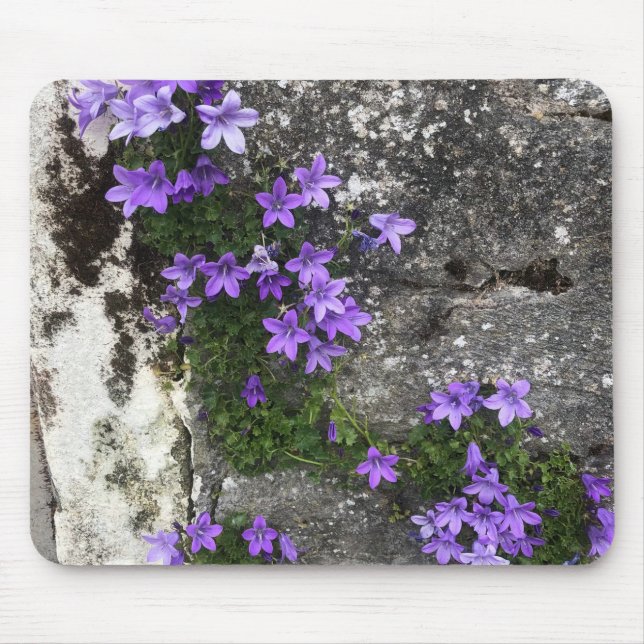 Campanula-Blume wachsen auf einer Mauer Mousepad (Vorne)