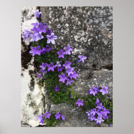 Campanula-Blume wachsen auf einer Mauer Poster