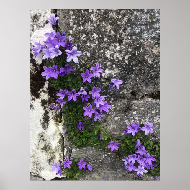 Campanula-Blume wachsen auf einer Mauer Poster (Vorne)