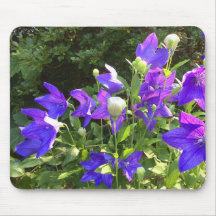 Campanula Cluster (Blue Balloon-Blume) —