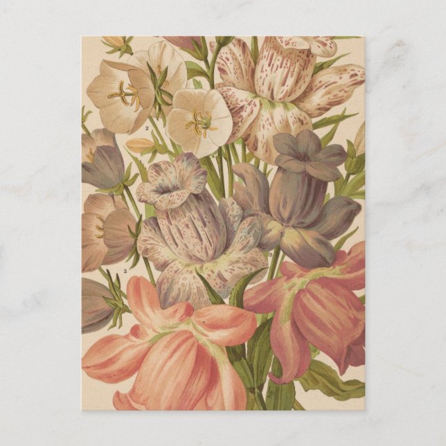 Campanula | George Nicholson Postkarte (Vorderseite)