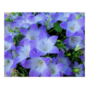 Campanula Lila weiße Blumen Fotografie Poster