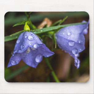 Campanula "Sarastro" (Blütenblume) Mousepad