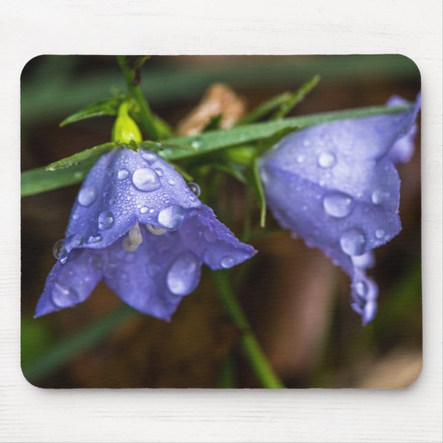 Campanula "Sarastro" (Blütenblume) Mousepad (Vorne)