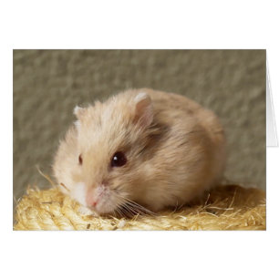 Campbells Zwarf Russischer Hamster, Argente