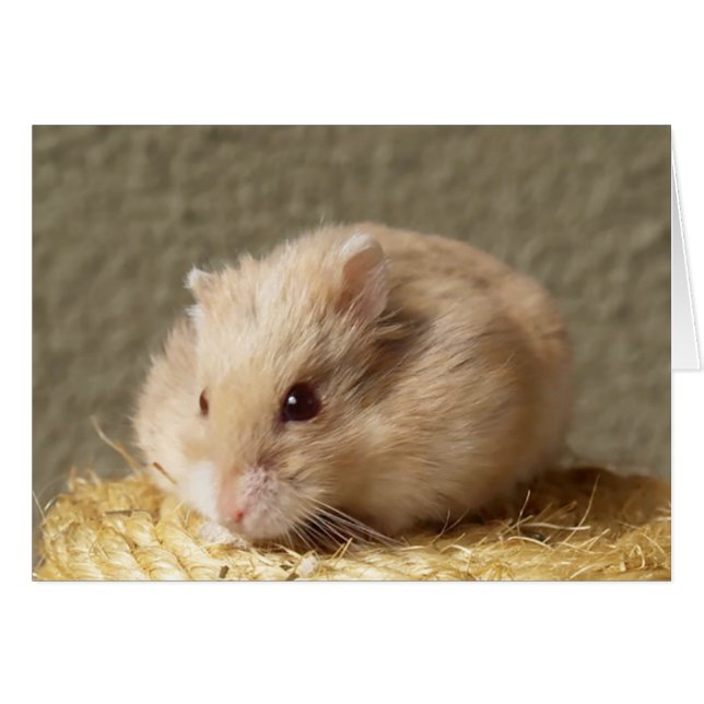 Campbells Zwarf Russischer Hamster, Argente (Vorderseite (Horizontal))