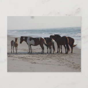 Camping auf der Insel Assateague Postkarte