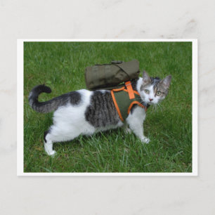 Camping Kitty Postkarte