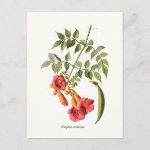Campsis radicans,Trompetenwein. Postkarte