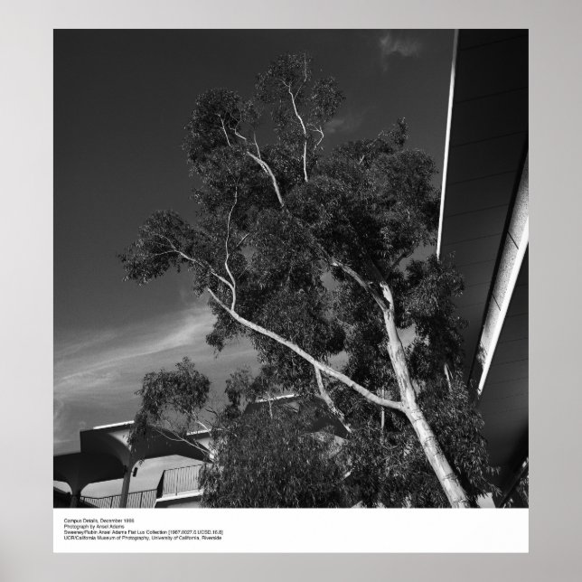 Campus Details, Dezember 1966 von Ansel Adams Poster (Vorne)