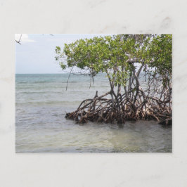 Caña Gorda Guanica Postkarte