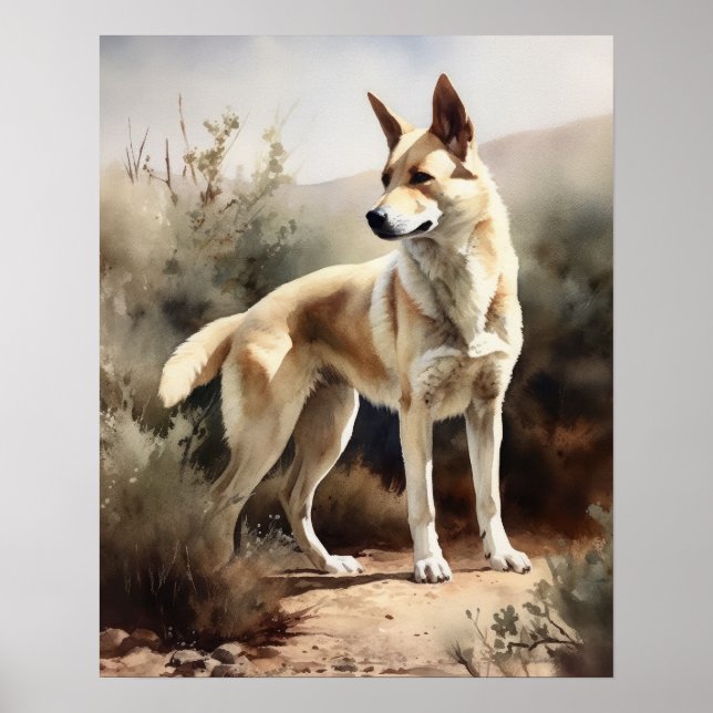 Canaan Dog Art Print Poster (Vorne)
