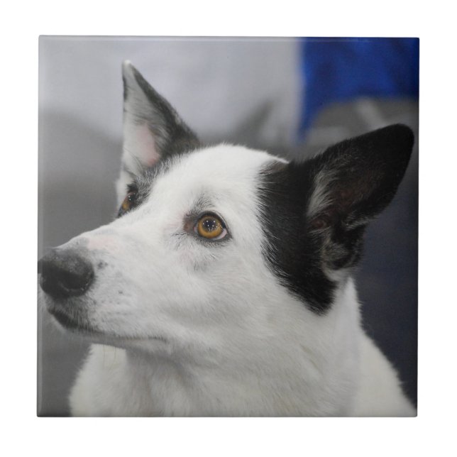 Canaan Hundefliese Fliese (Vorderseite)