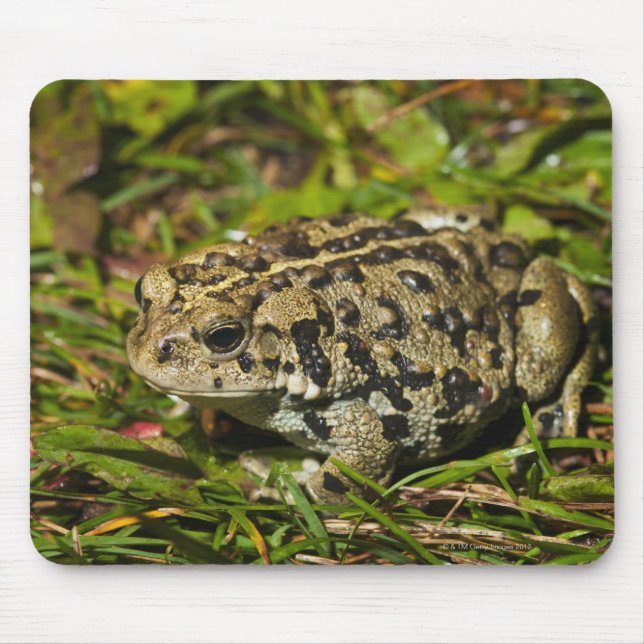 Canada 2 mousepad (Vorne)