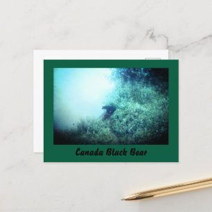 Canada Black Bear Postcard Postkarte