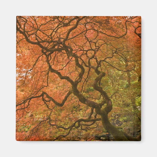 CANADA, British Columbia, Victoria. Herbst 2 Magnet (Vorne)