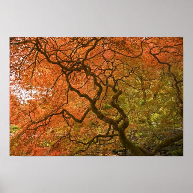 CANADA, British Columbia, Victoria. Herbst 2 Poster (Vorne)
