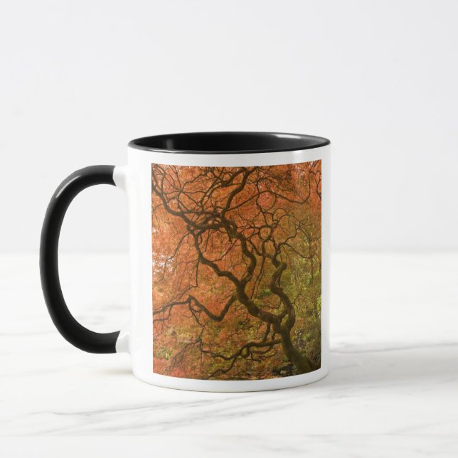 CANADA, British Columbia, Victoria. Herbst 2 Tasse (Links)