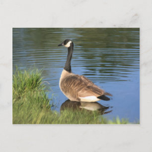 Canada Gans Animal Art Postcard Postkarte