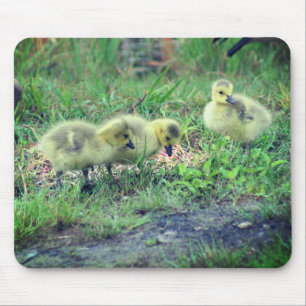 Canada Gänse Babies Nature Mousepad