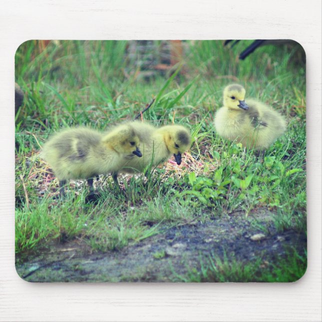 Canada Gänse Babies Nature Mousepad (Vorne)
