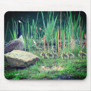 Canada Gänse Mama Babies Nature Mousepad