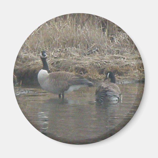 Canada Geese Magnet (Vorne)